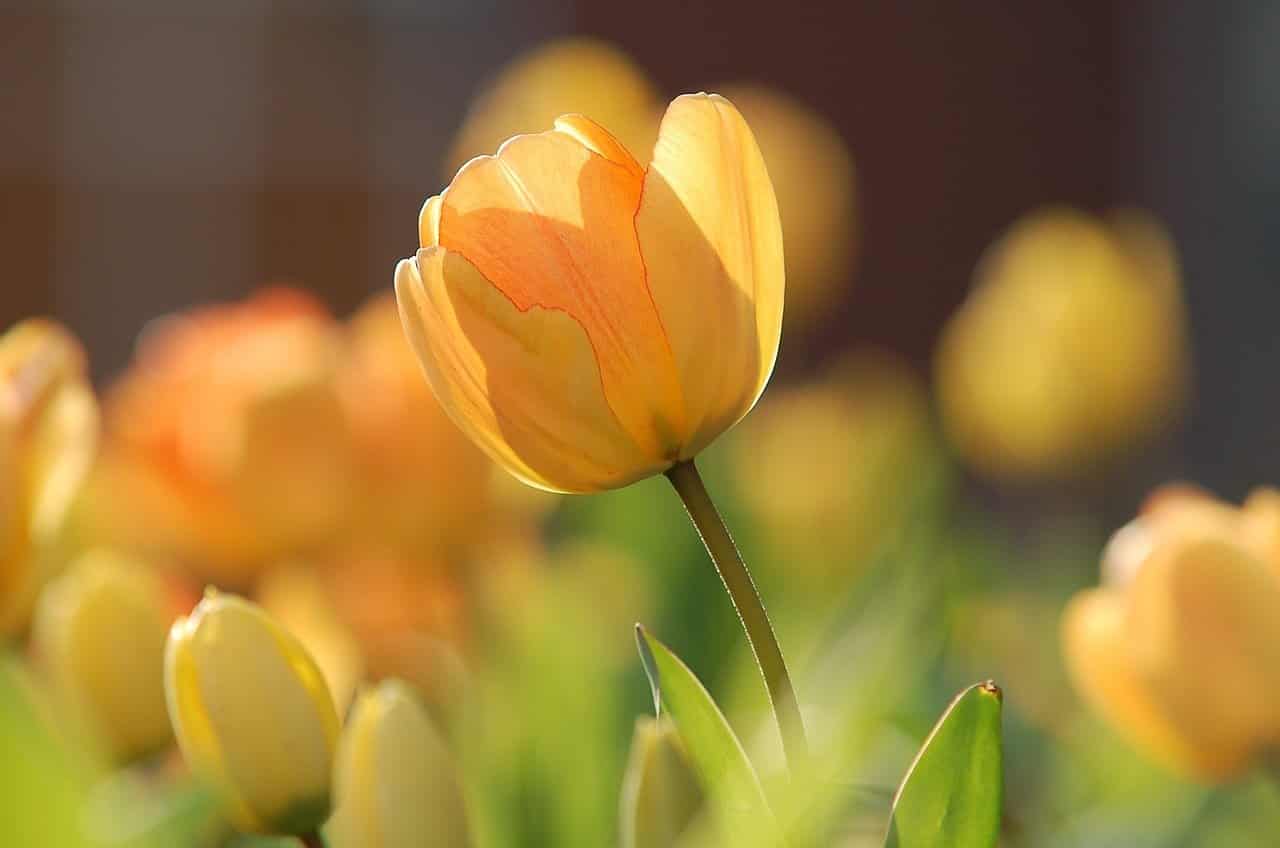 Tulips