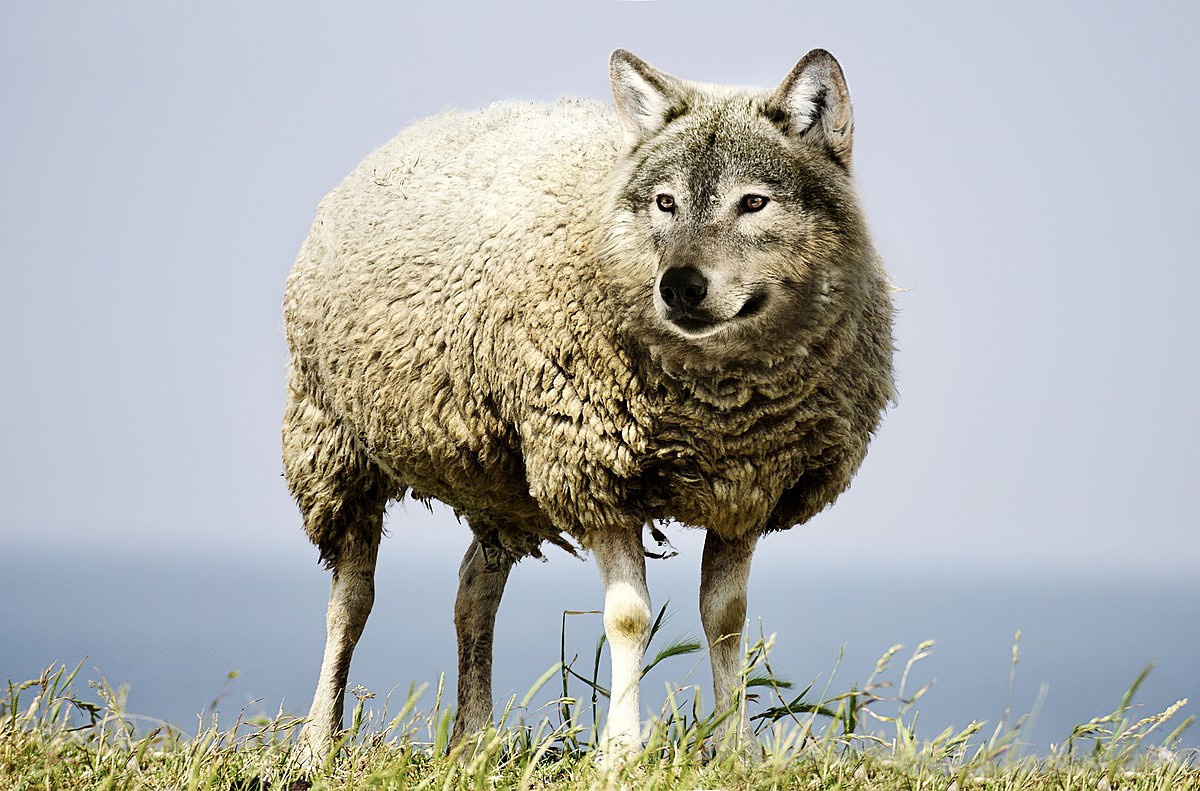 wolf-in-sheeps-clothing